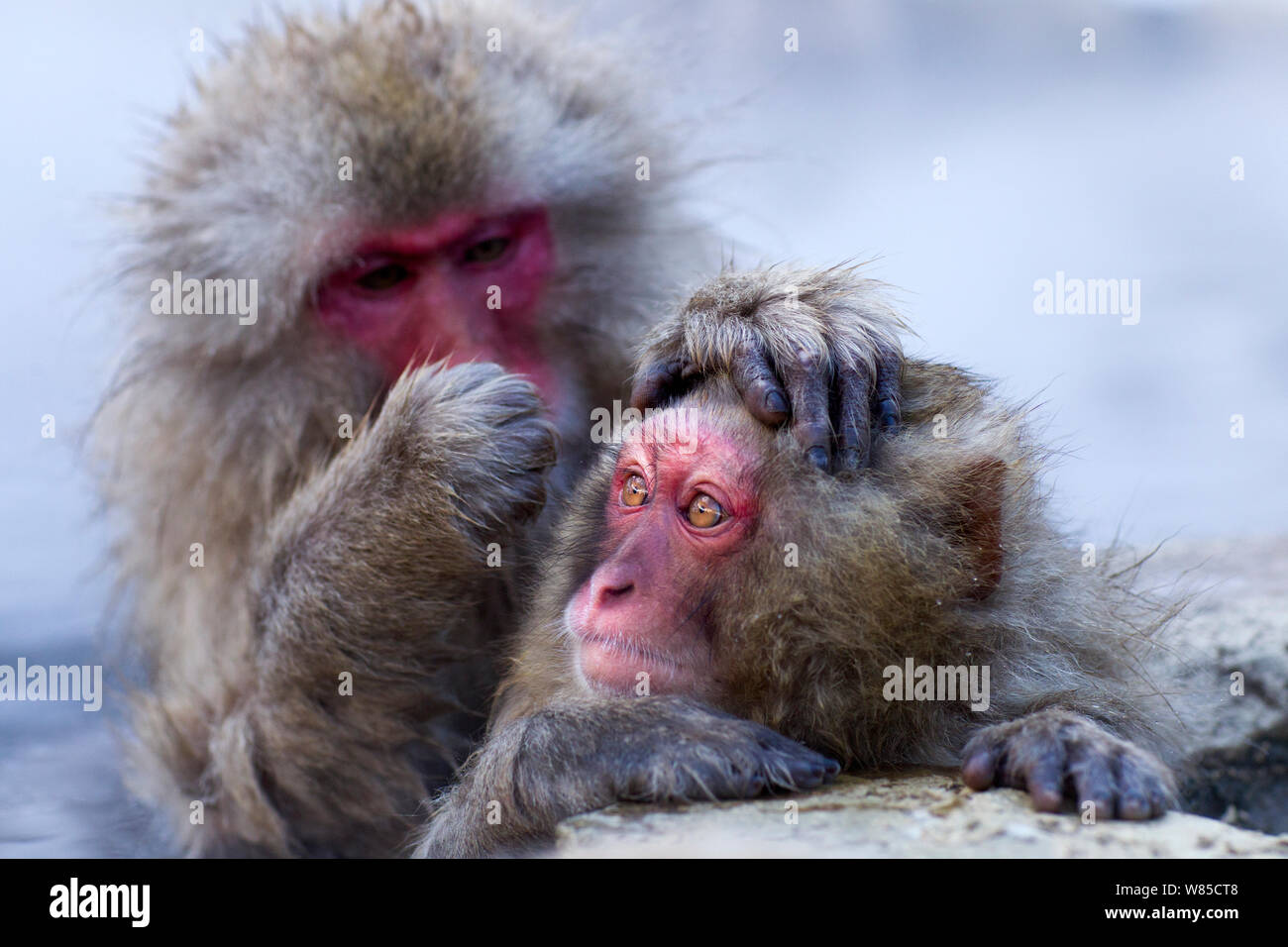Japanese Macaques (Macaca fuscata) grooming at the edge of thermal hotspring pool. Jigokudani Yaen-Koen National Park, Japan, February. Stock Photo