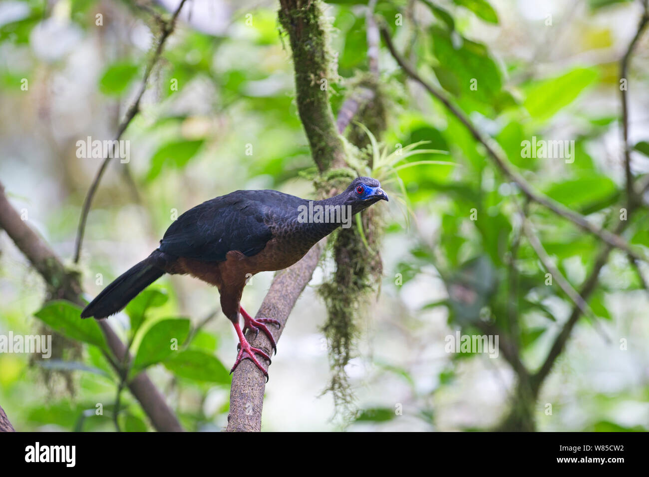 Sickle-winged Guan (Chamaepetes goudotii) Choco, Ecuador. Stock Photo