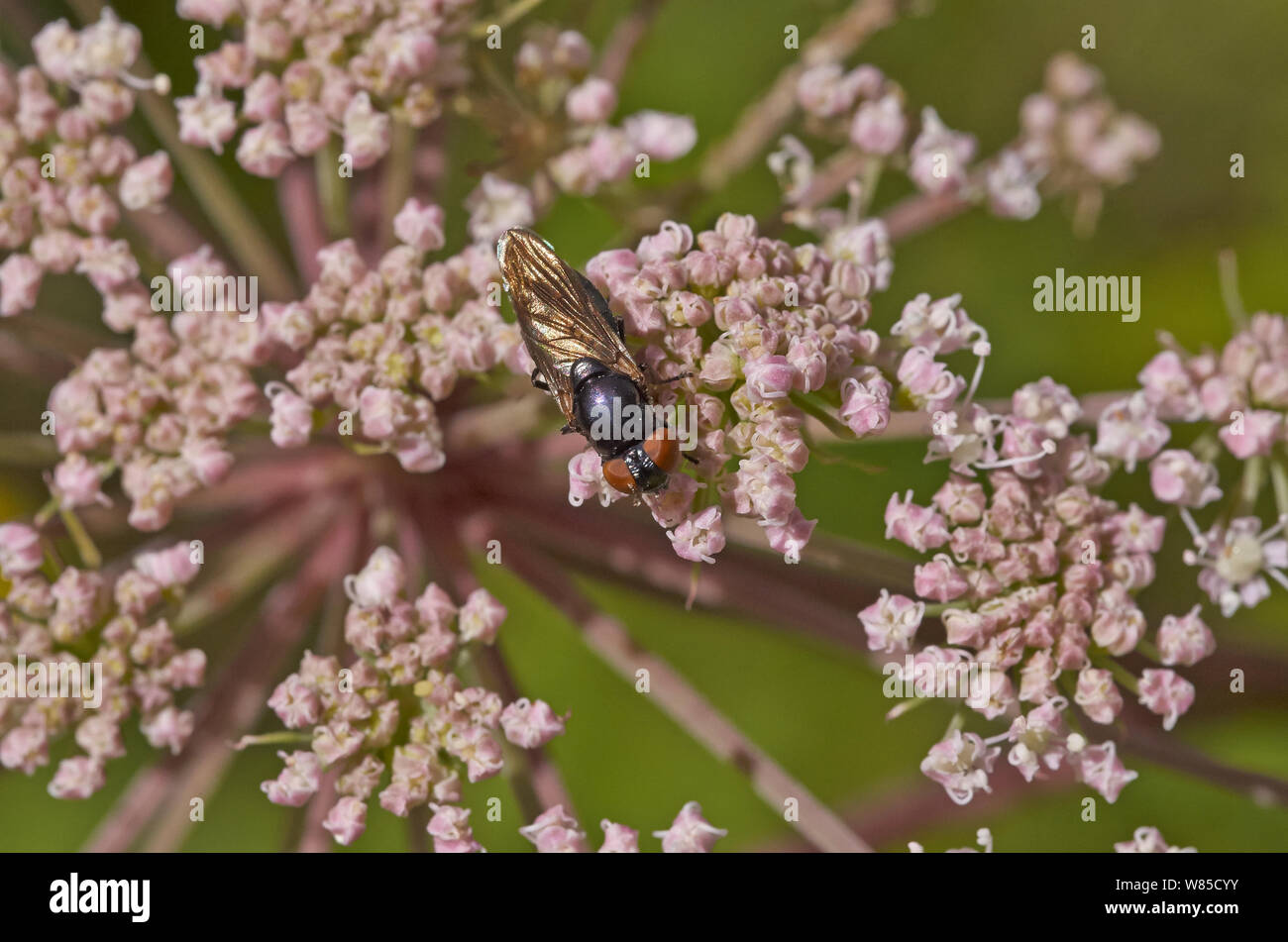 Hoverfly (Chrysogaster solstitialis) Sussex, England, August. Stock Photo
