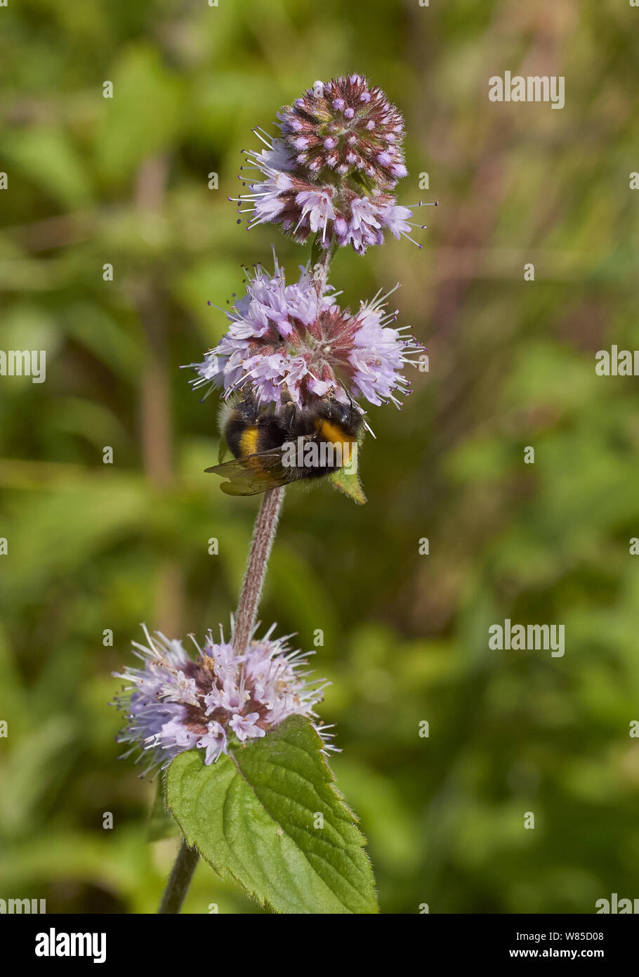 Buff-tailed bumblebee (Bombus terrestris) at water mint. Sussex, England, UK, August. Stock Photo