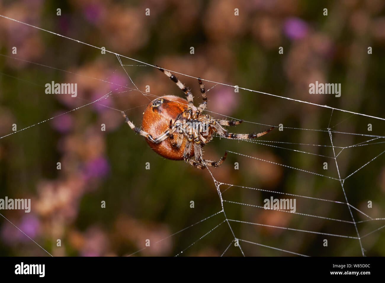 Four spotted orb weaver spider (Araneus quadratus) on web. Sussex, England, UK, October. Stock Photo