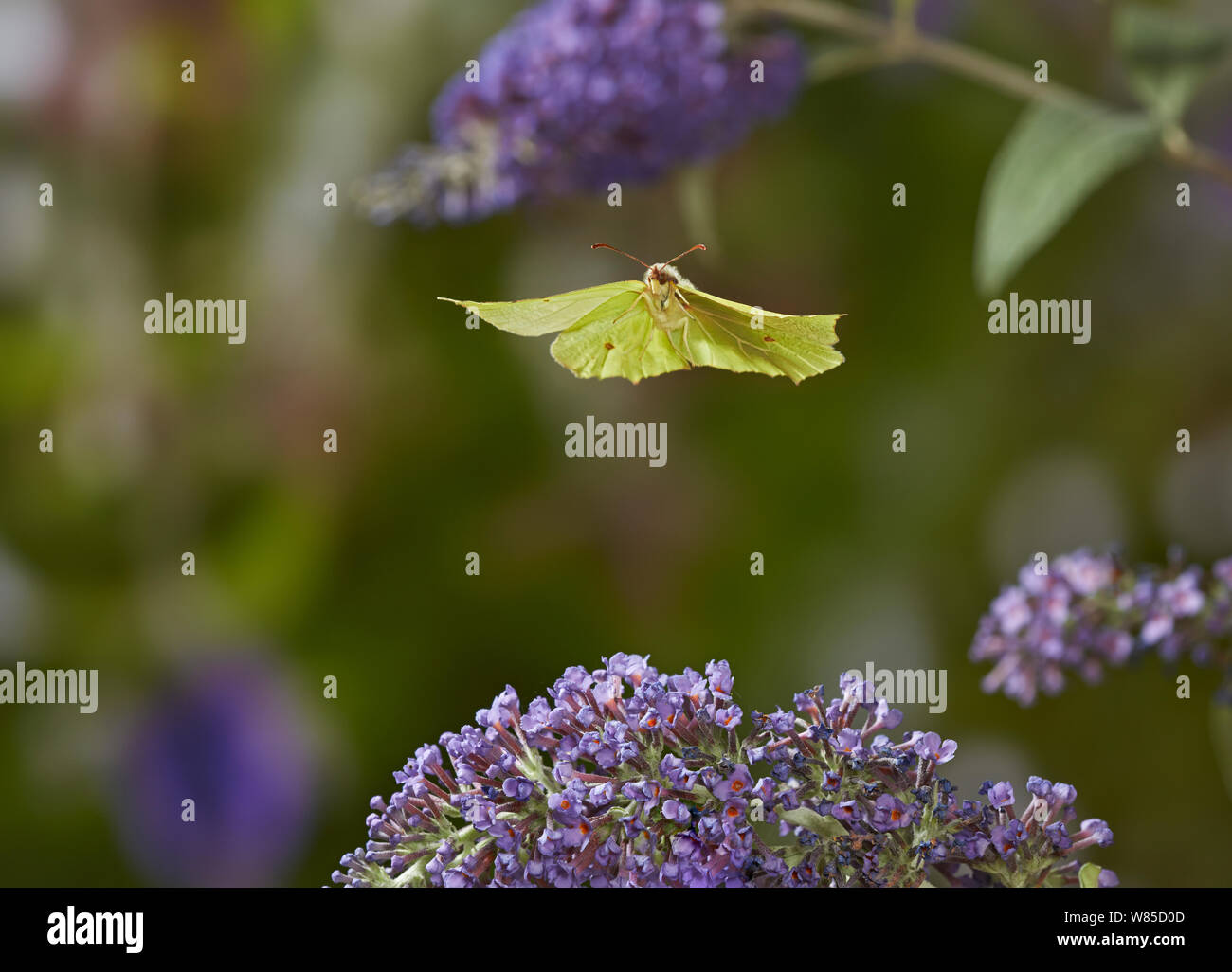 Brimstone butterfly (Gonepteryx rhamni) taking off from Buddleia, Sussex, England, UK, August. Stock Photo