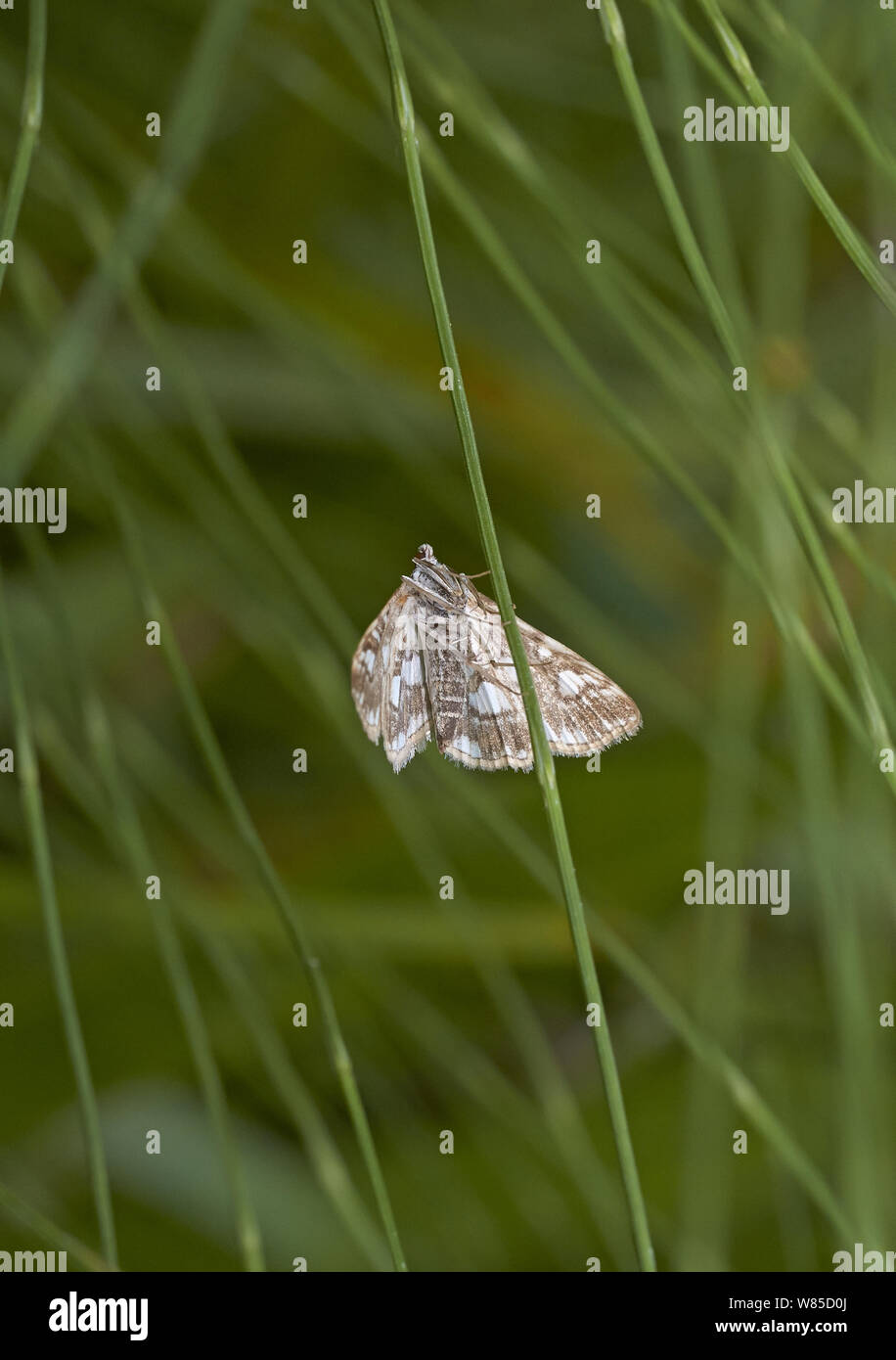 Brown china-mark moth (Elophila nymphaeata) Sussex, England, UK, July. Stock Photo