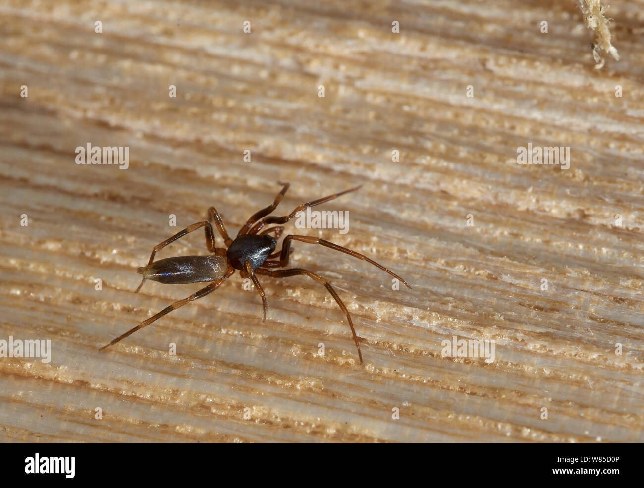 Dysderid Spider (Harpactea hombergi) Sussex, England, UK, June. Stock Photo