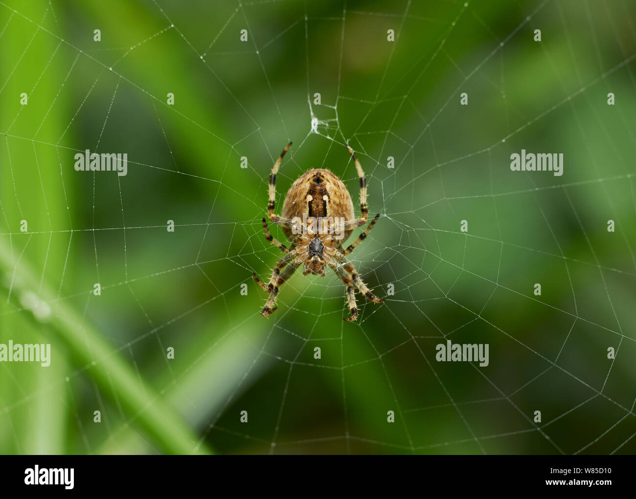 Garden spider (Araneus diadematus) showing underside structures. Sussex, England, UK, October. Stock Photo