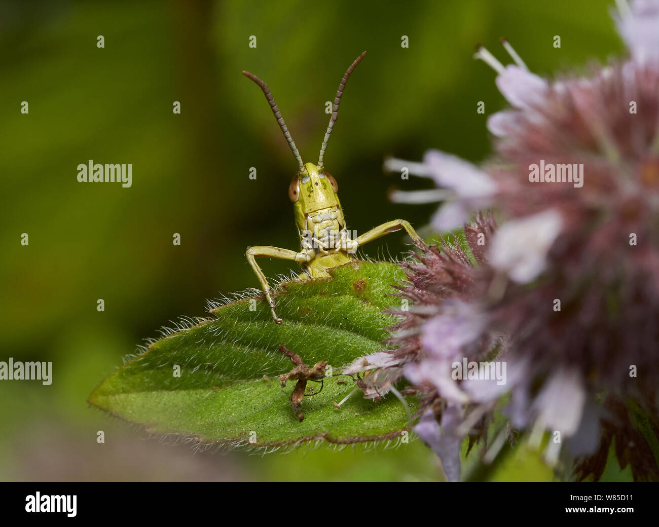 Short horned grasshopper (Acrididae) close up of head,  Sussex, England, UK, August. Stock Photo