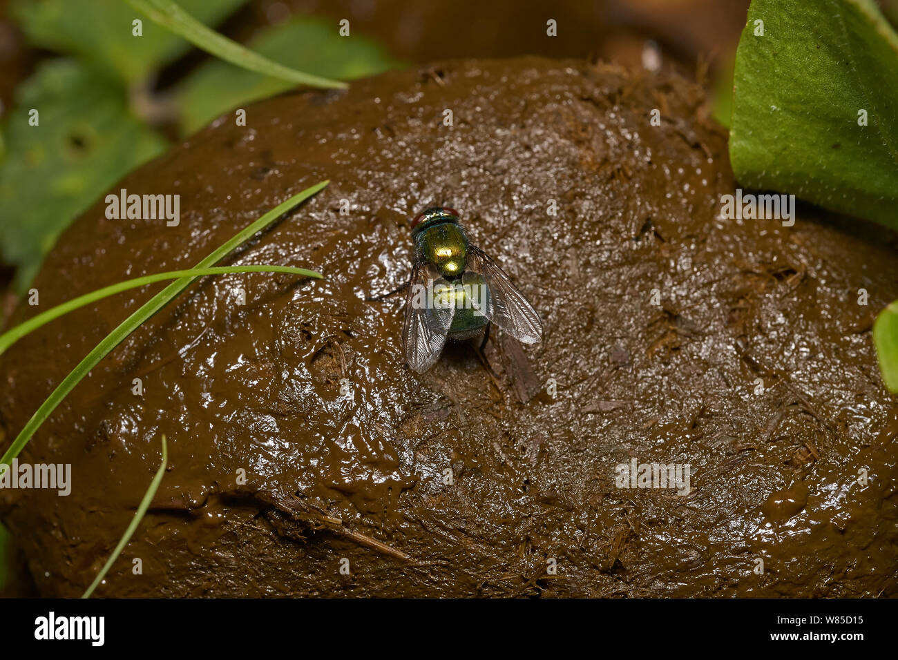 Animal faeces hires stock photography and images Alamy