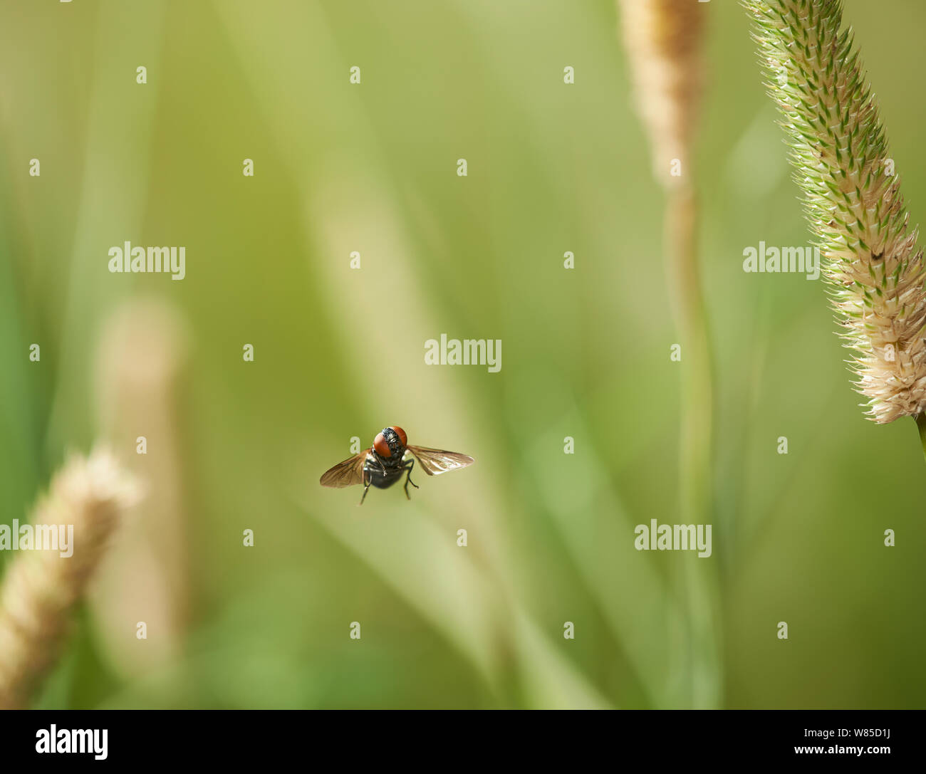 Hoverfly (Chrysogaster solstitialis) in flight, Sussex, England, UK, August. Stock Photo