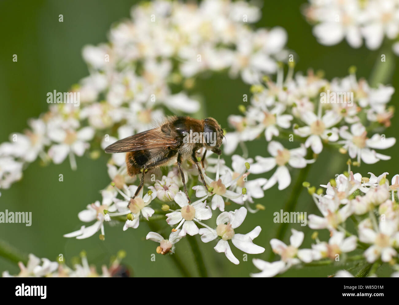 Hoverfly (Cheilosia illustrata) on flower, Sussex, England, UK, August. Stock Photo