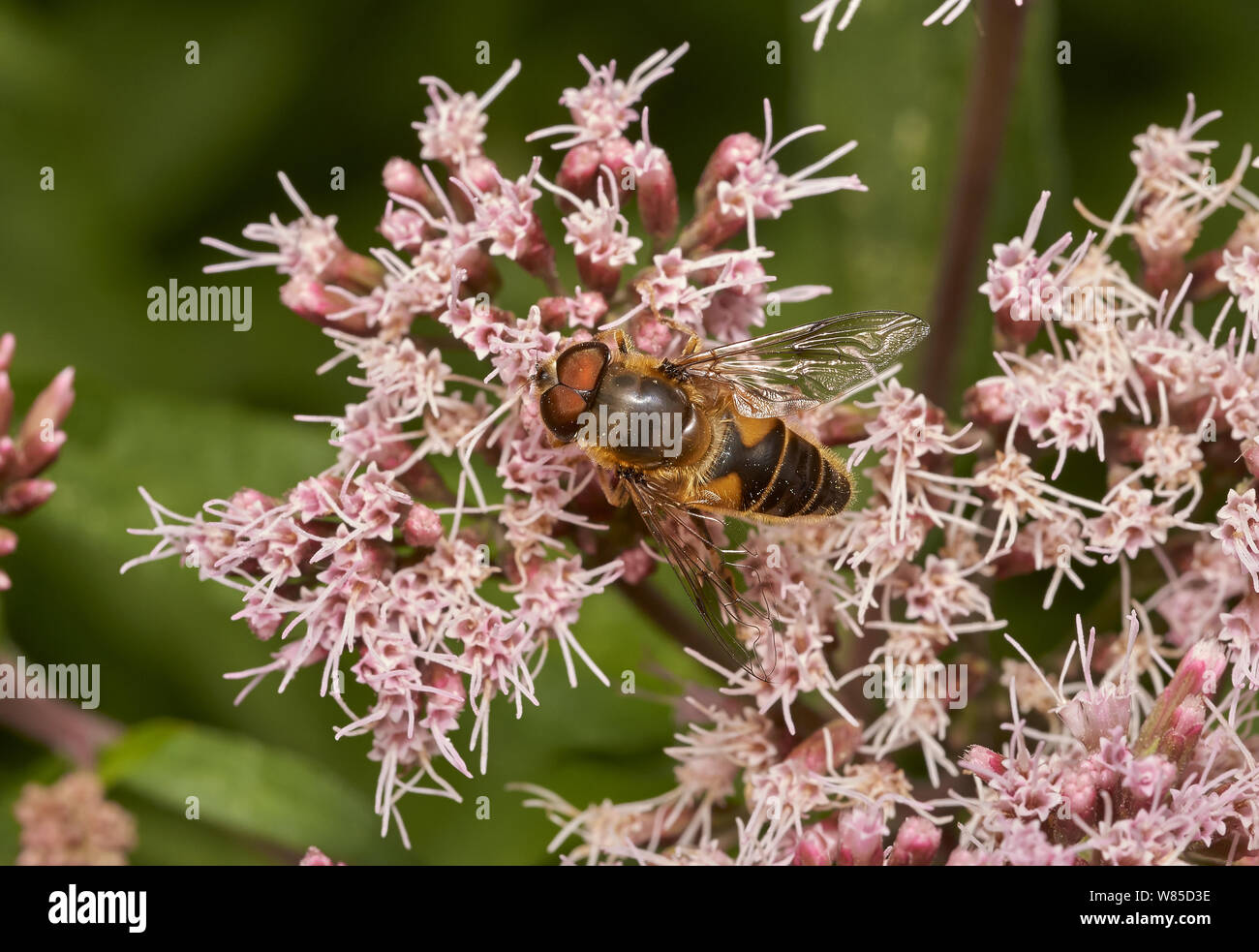 Hoverfly (Eristalis pertinax) male. Sussex, England, UK, August. Stock Photo