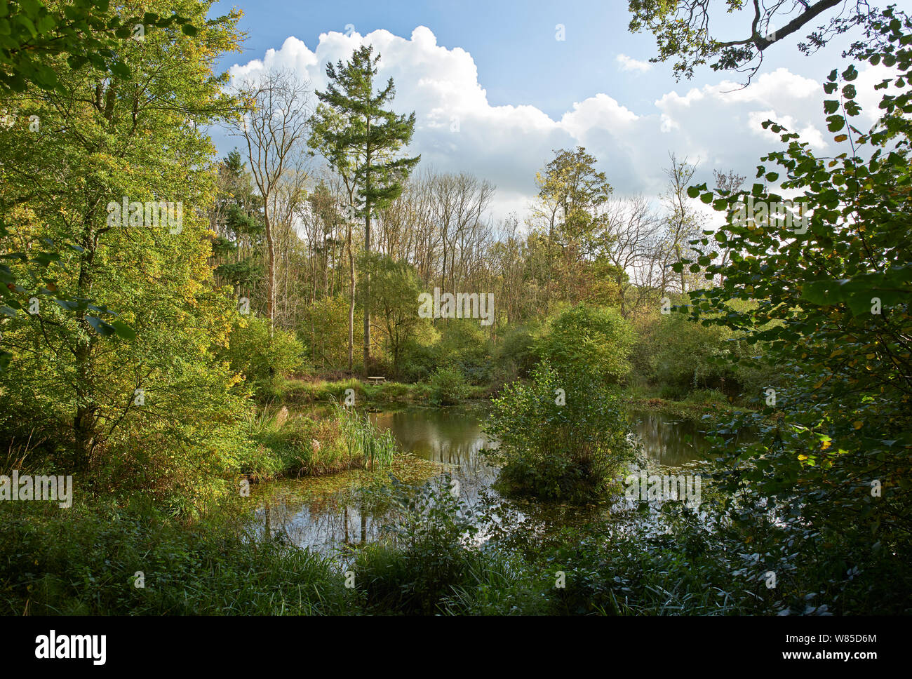 Rookery pond, Ardingly, Sussex, England, UK, October 2013. Stock Photo