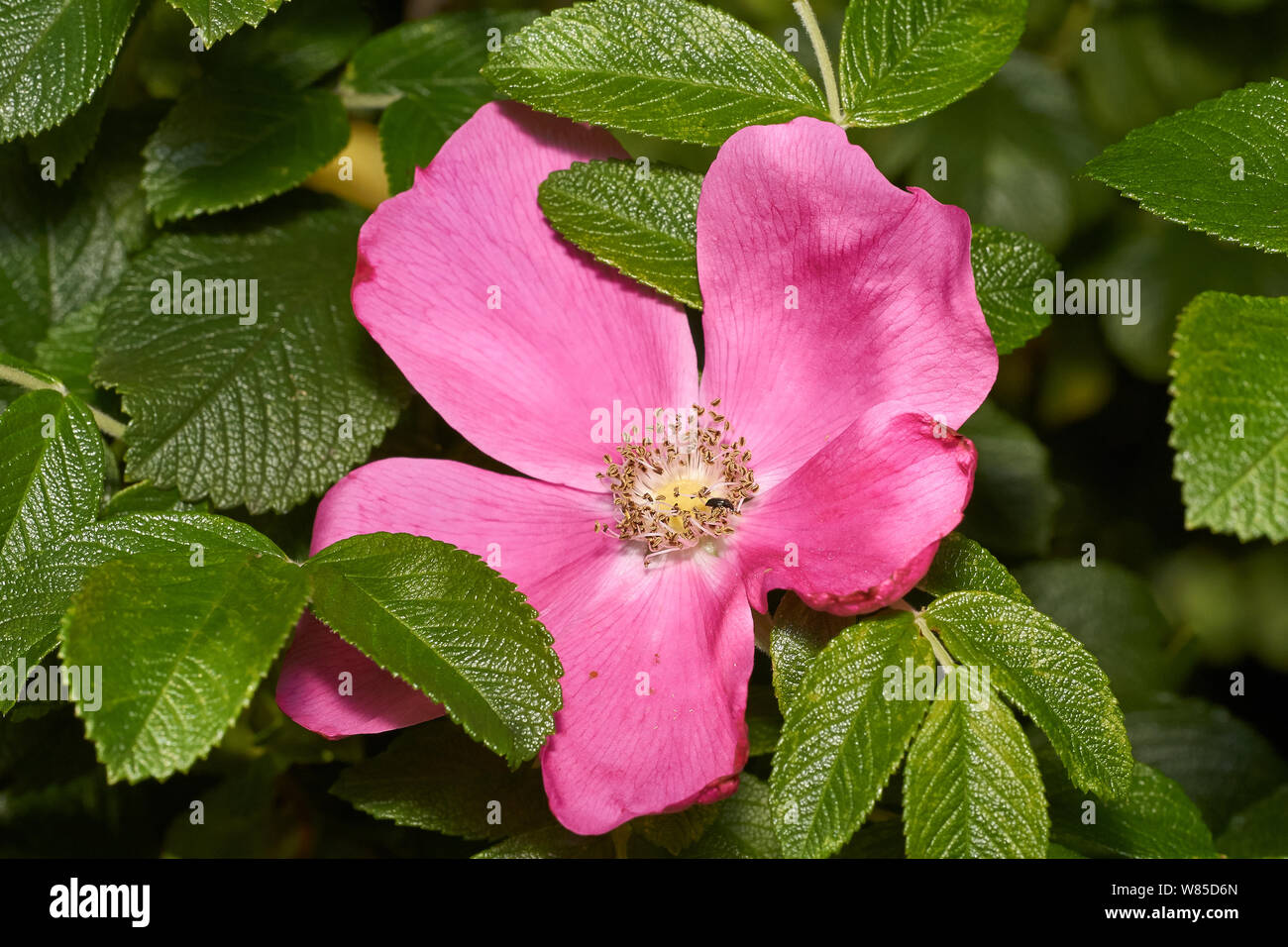 Gallic rose (Rosa gallica) Sussex, England, UK, August. Stock Photo