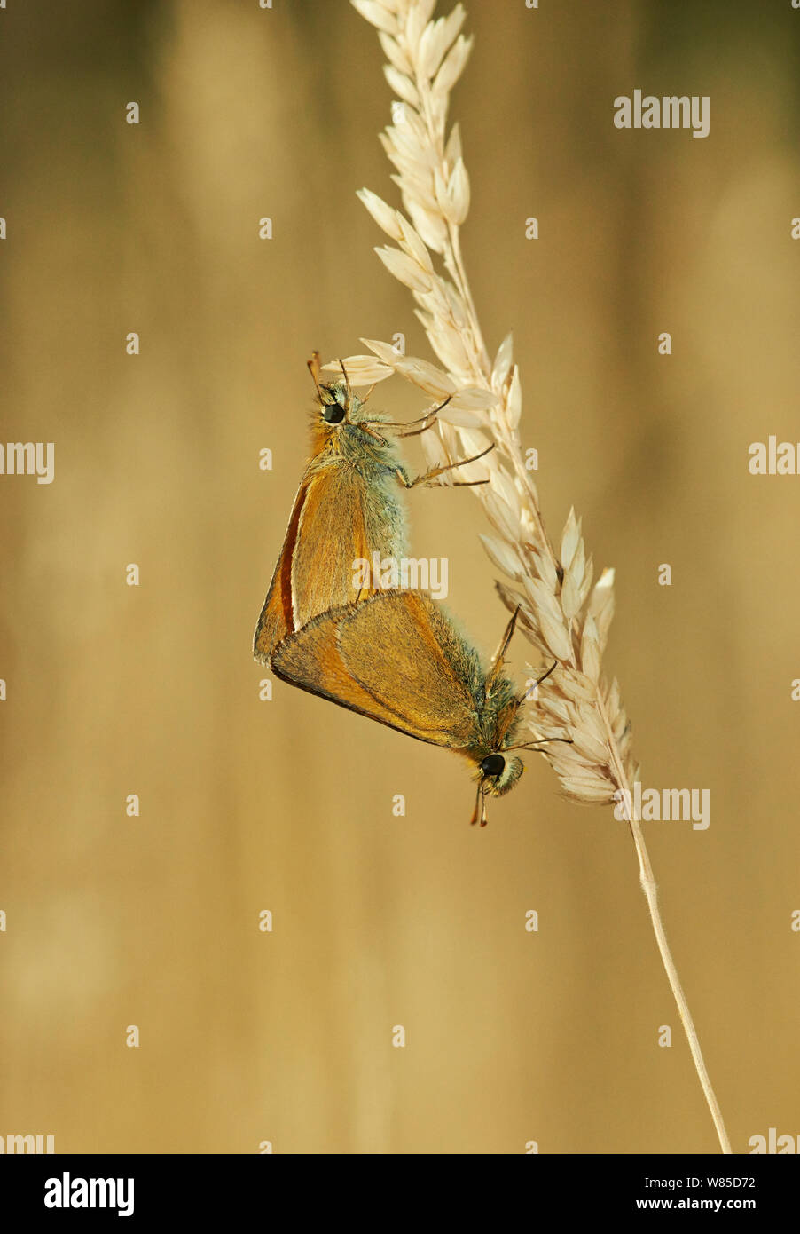Small skipper butterflies (Thymelicus sylvestris) mating, England, UK, July. Stock Photo