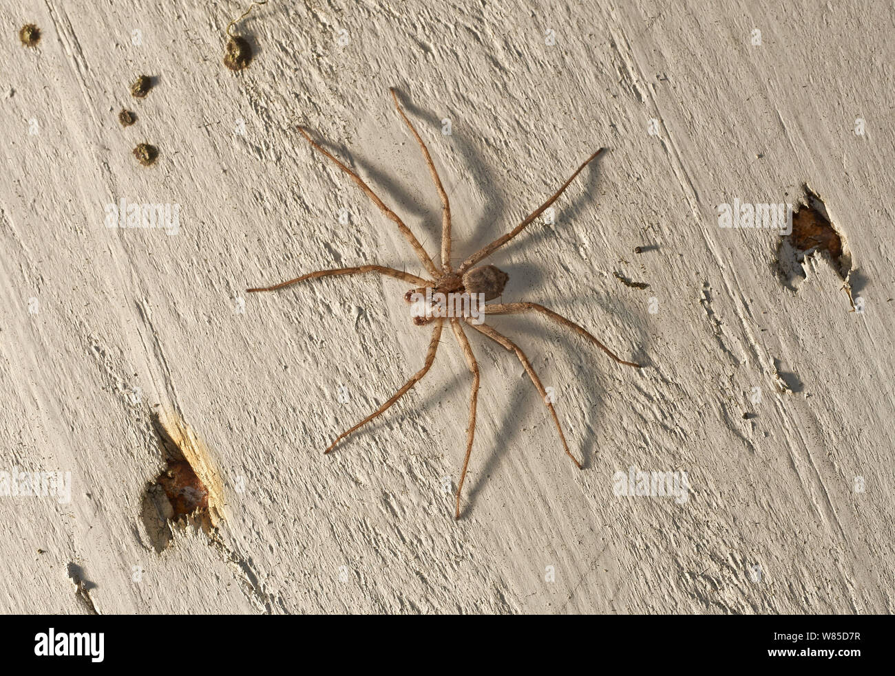 Huntsman spider (Sparassidae) Florida, USA, February. Stock Photo