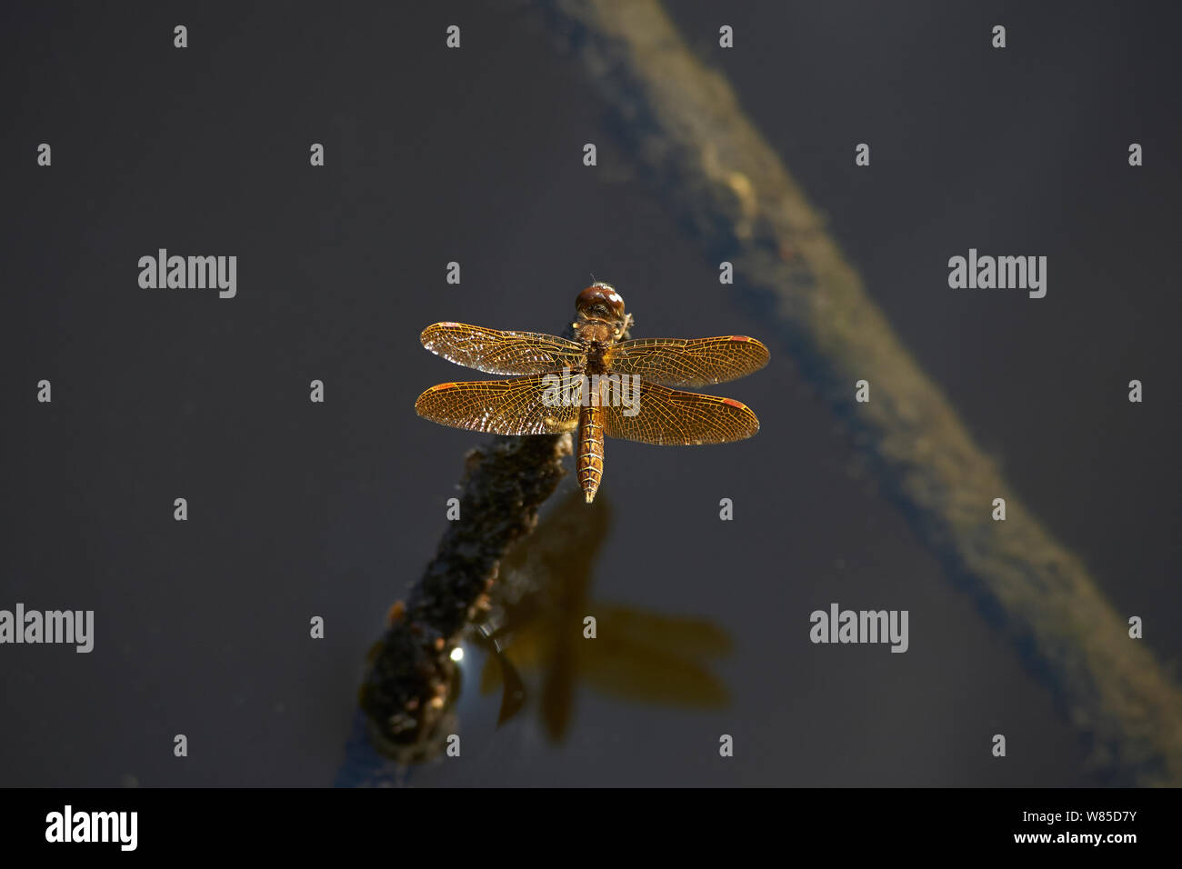 Eastern amberwing dragonfly (Perithemis tenera) resting, Florida, USA, February. Stock Photo