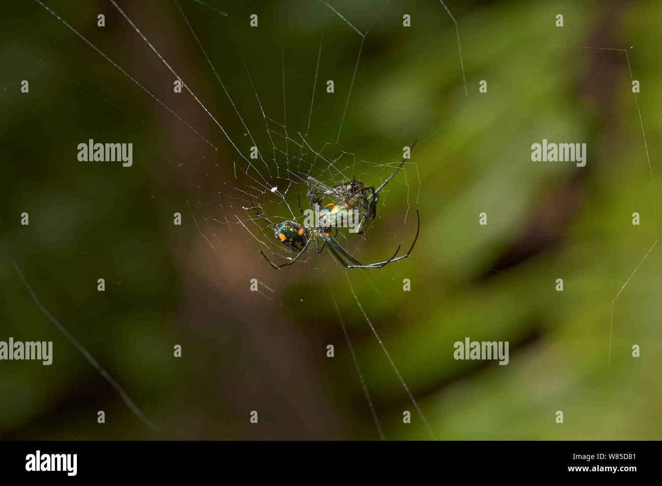 Orchard spider (Leucauge venusta) eating another Orchard spider, Florida, USA, February. Stock Photo