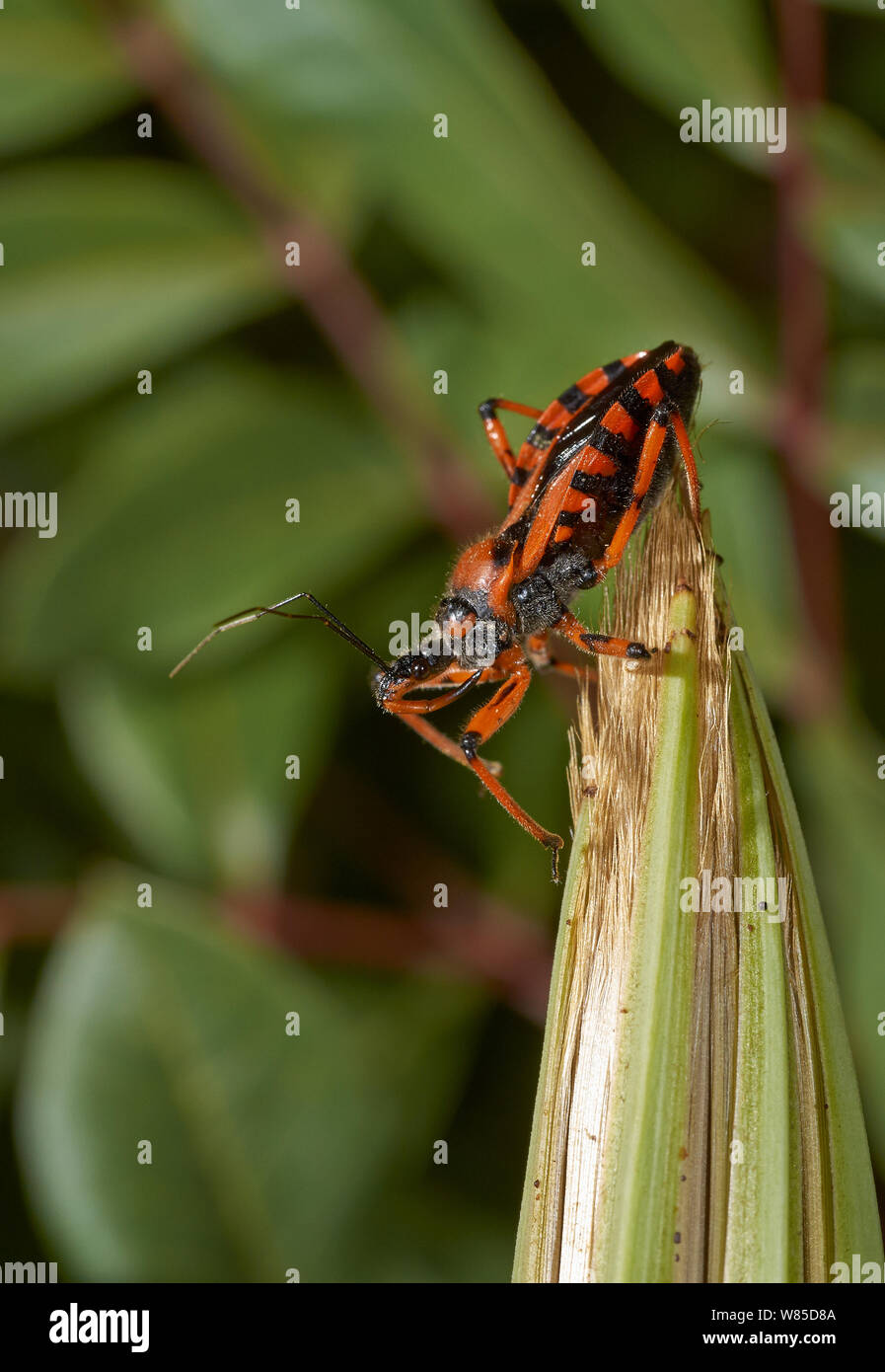 Assassin bug (Rhinocoris iracundus) Corfu, Greece, May. Stock Photo