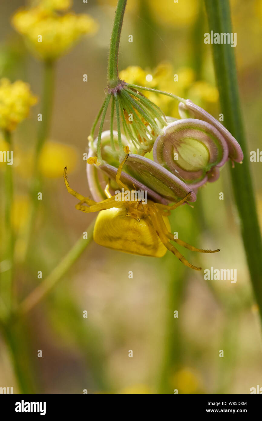 Pink crab spider thomisus onustus hires stock photography and images