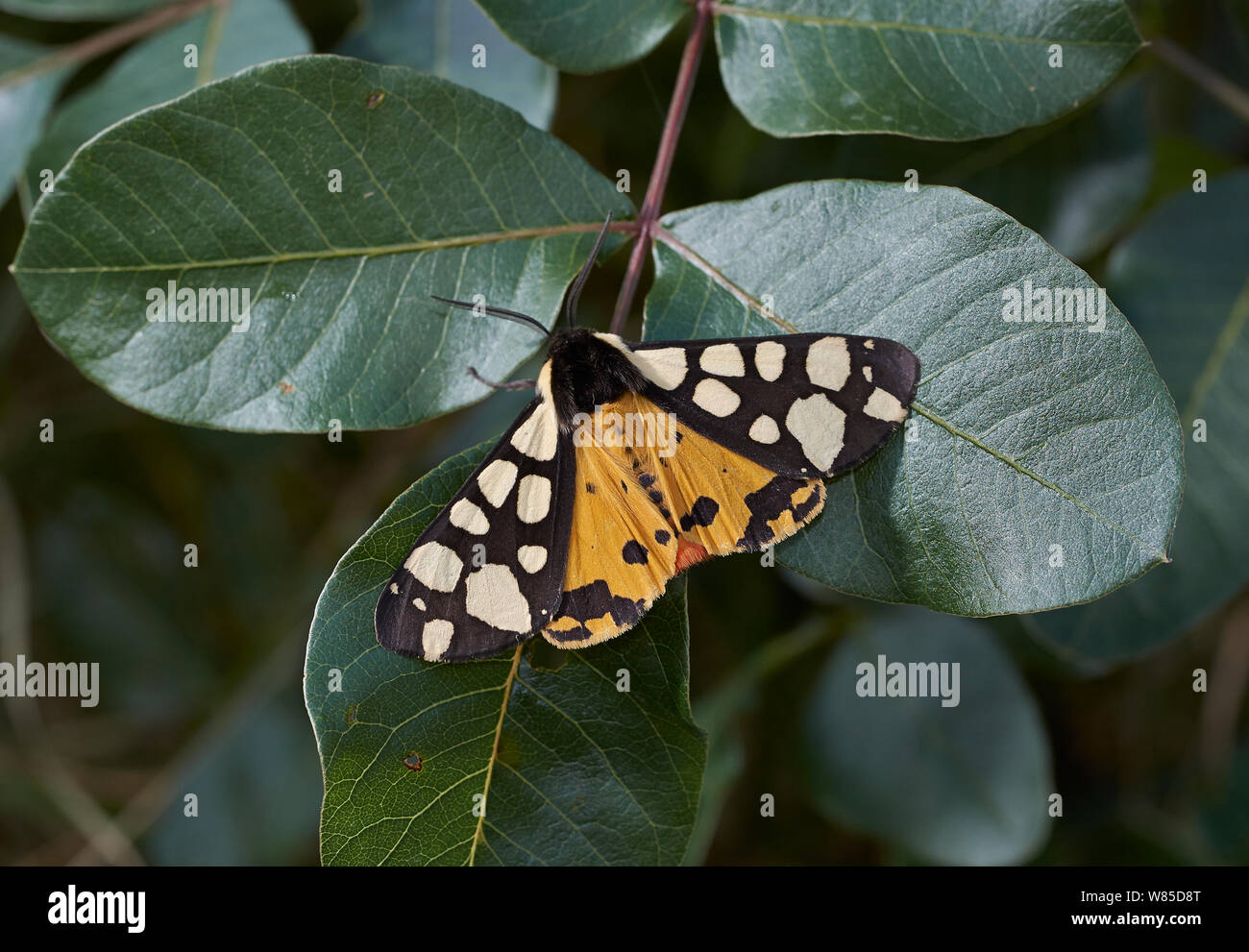 Cream-spot tiger (Epicallia villica) Corfu, Greece, May. Stock Photo