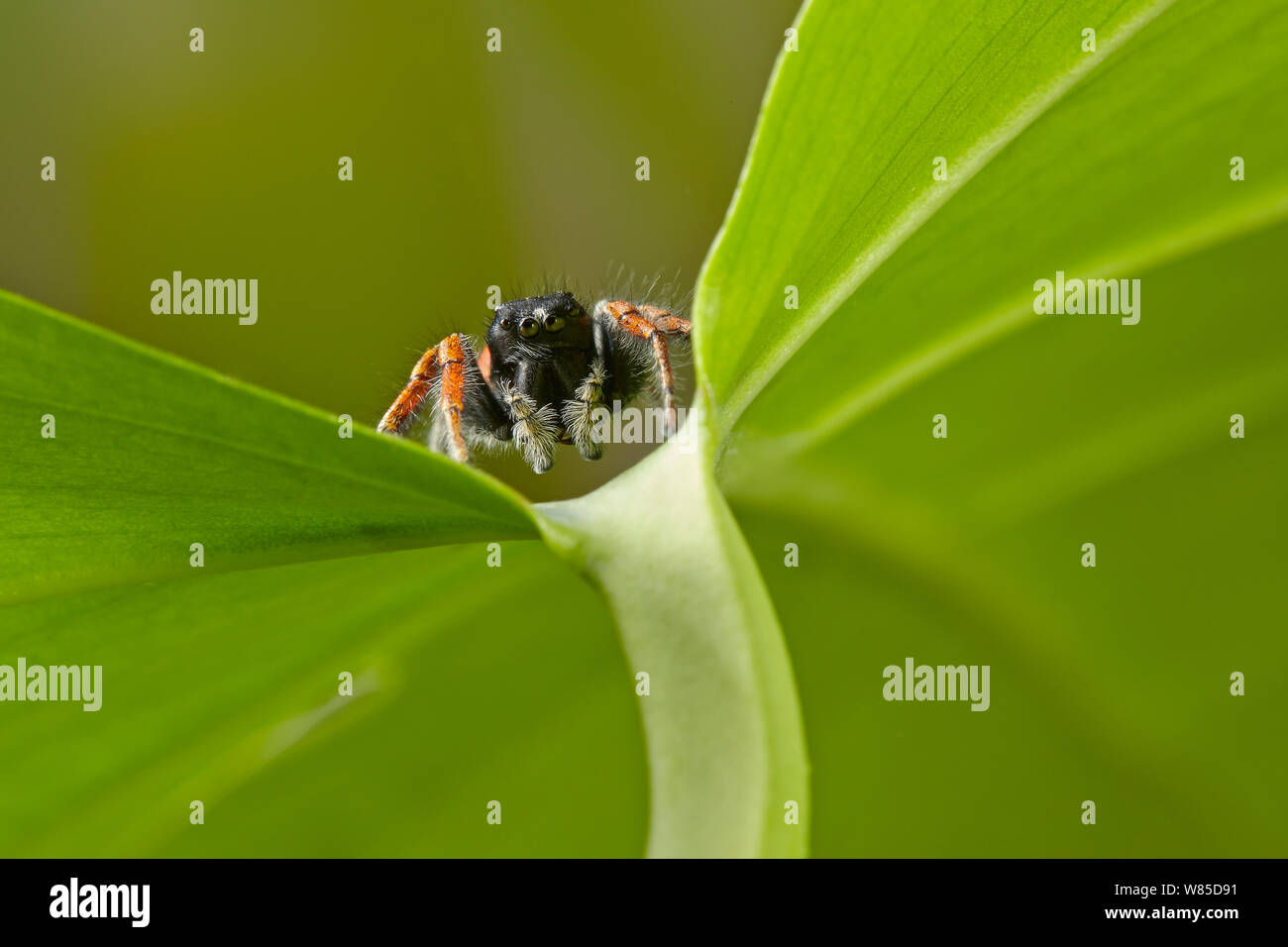 Close up of Jumping Spider (Philaeus chrysops) Corfu, Greece, May. Stock Photo