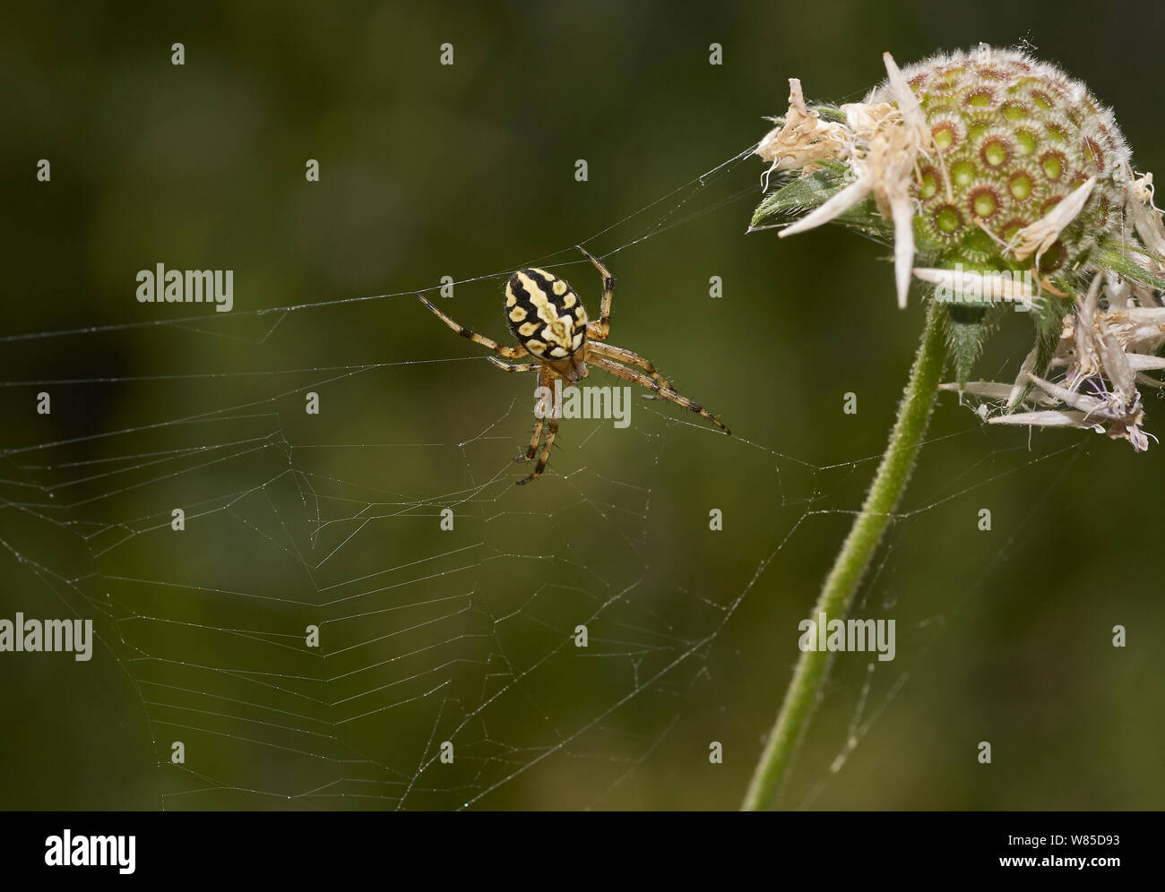 Orb weaver spider (Aculepeira ceropegia) Corfu, Greece, May. Stock Photo