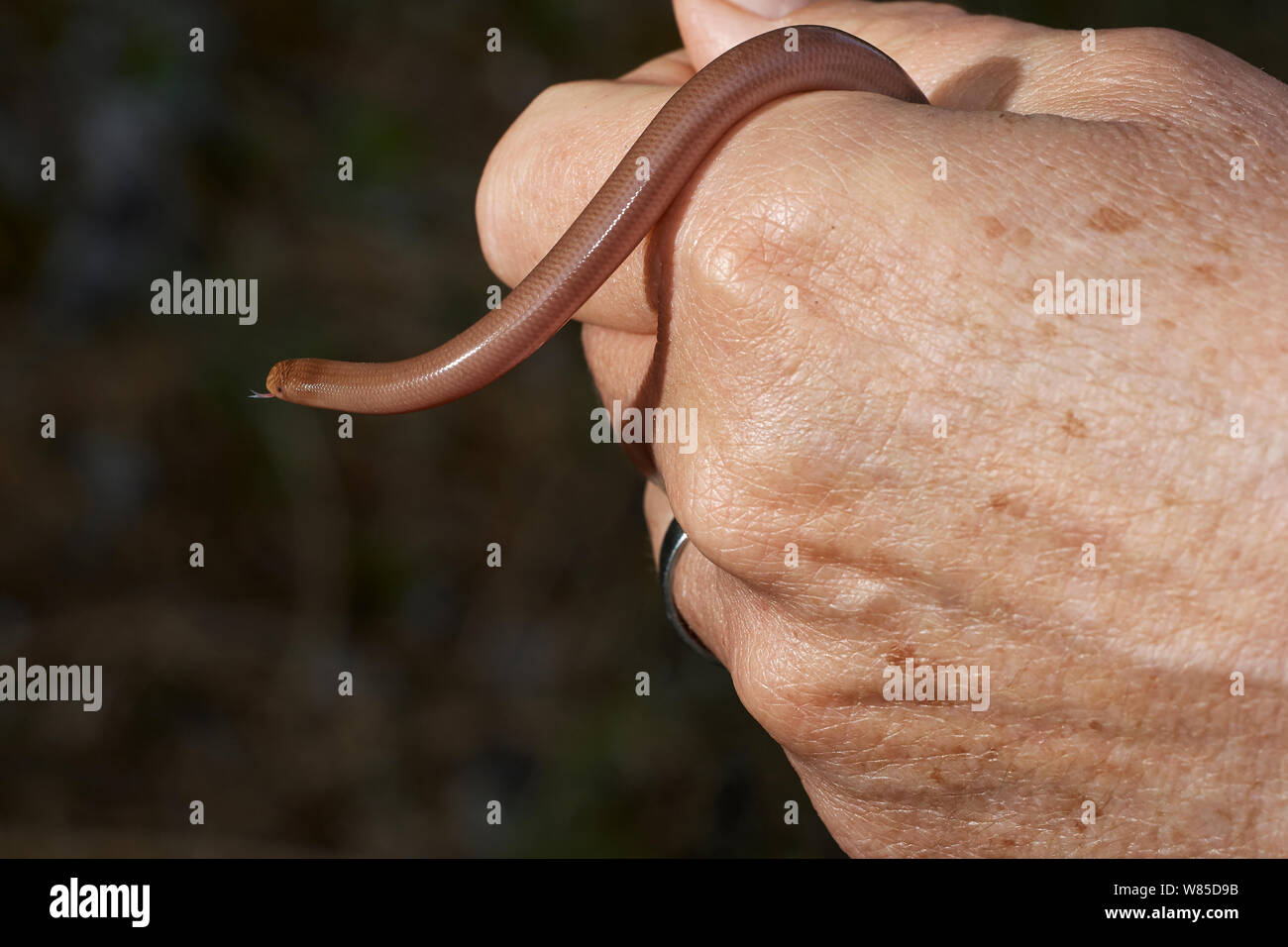 Worm snake (Typhlops vermicularis) held in human hand, Corfu, Greece, May. Stock Photo