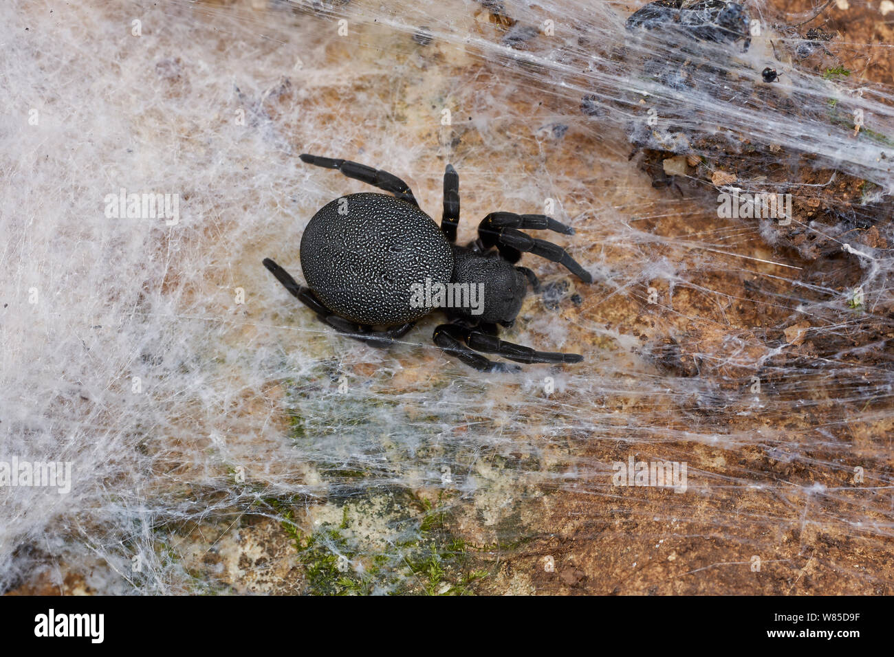 Velvet spider probably (Eresus walcen) in web, Corfu, Greece, May. Stock Photo