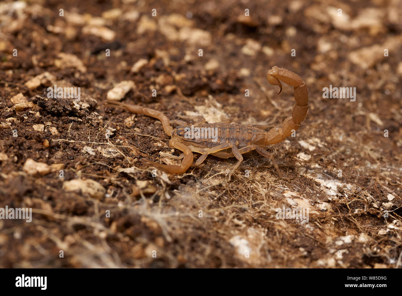 Mediterranean Scorpion (Mesobuthus gibbosus) Corfu, Greece, May. Stock Photo