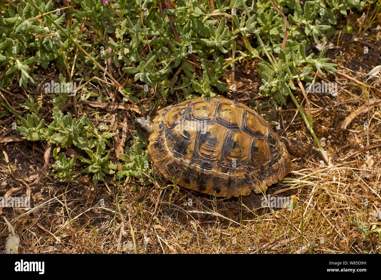 Greek tortoise (Testudo graeca) Corfu, Greece, May. Stock Photo