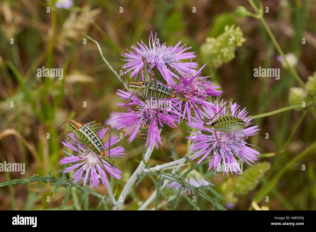 Crickets probably Chabrier's Bush Cricket (Eupholidoptera chabrieri) on flower, Corfu, Greece, May. Stock Photo