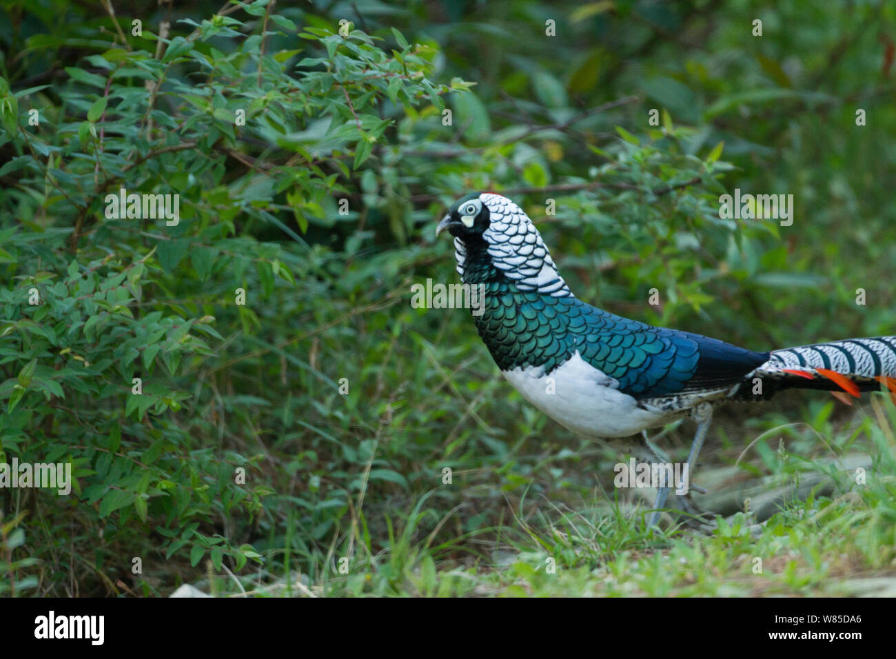 Lady Amherst&#39;s Pheasant (Chrysolophus amherstiae) male, south west China, May. Stock Photo