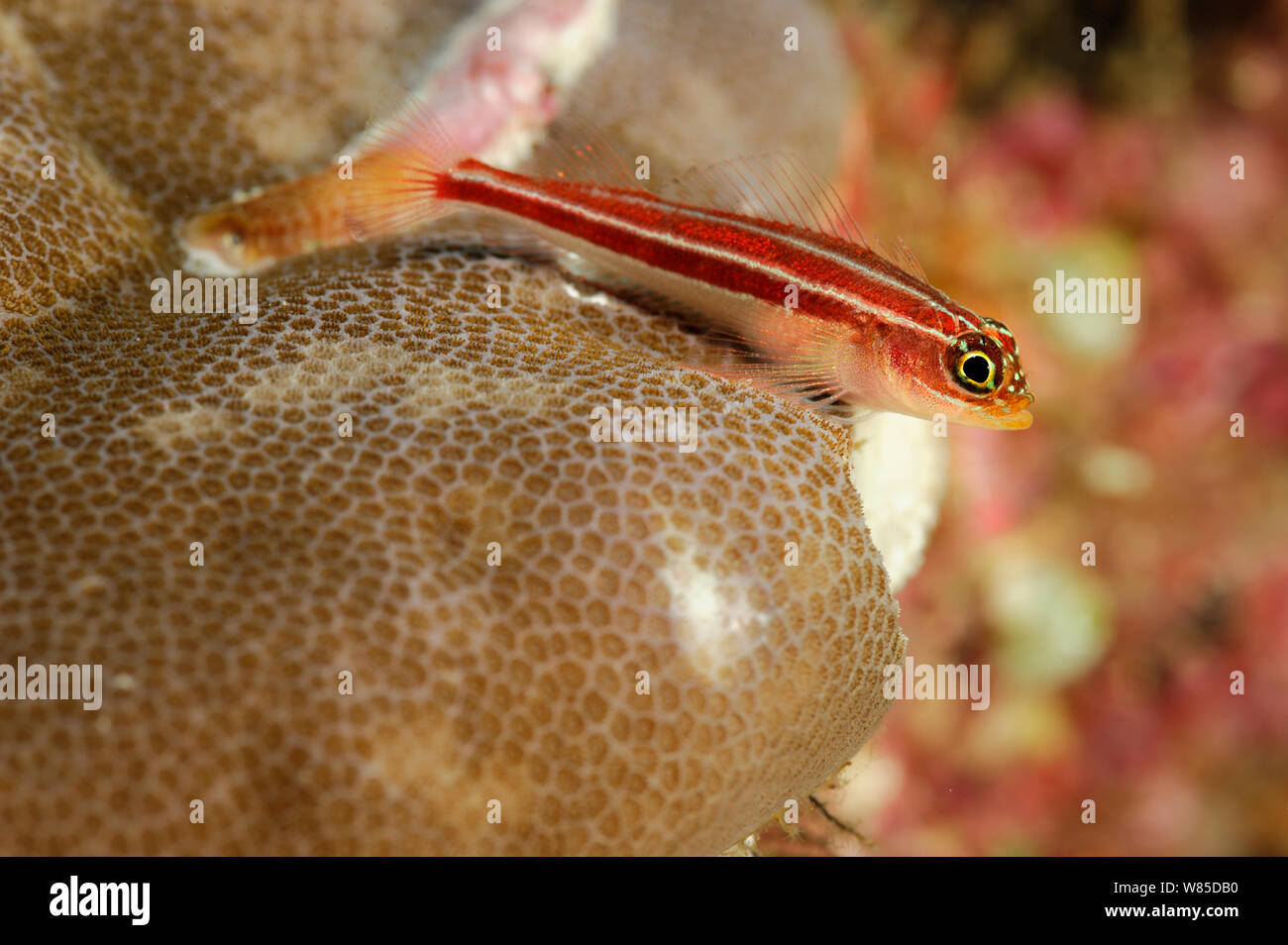 Pygmy goby (Eviota sp) resting on coral, Raja Ampat, West Papua, Indonesia, Pacific Ocean Stock Photo