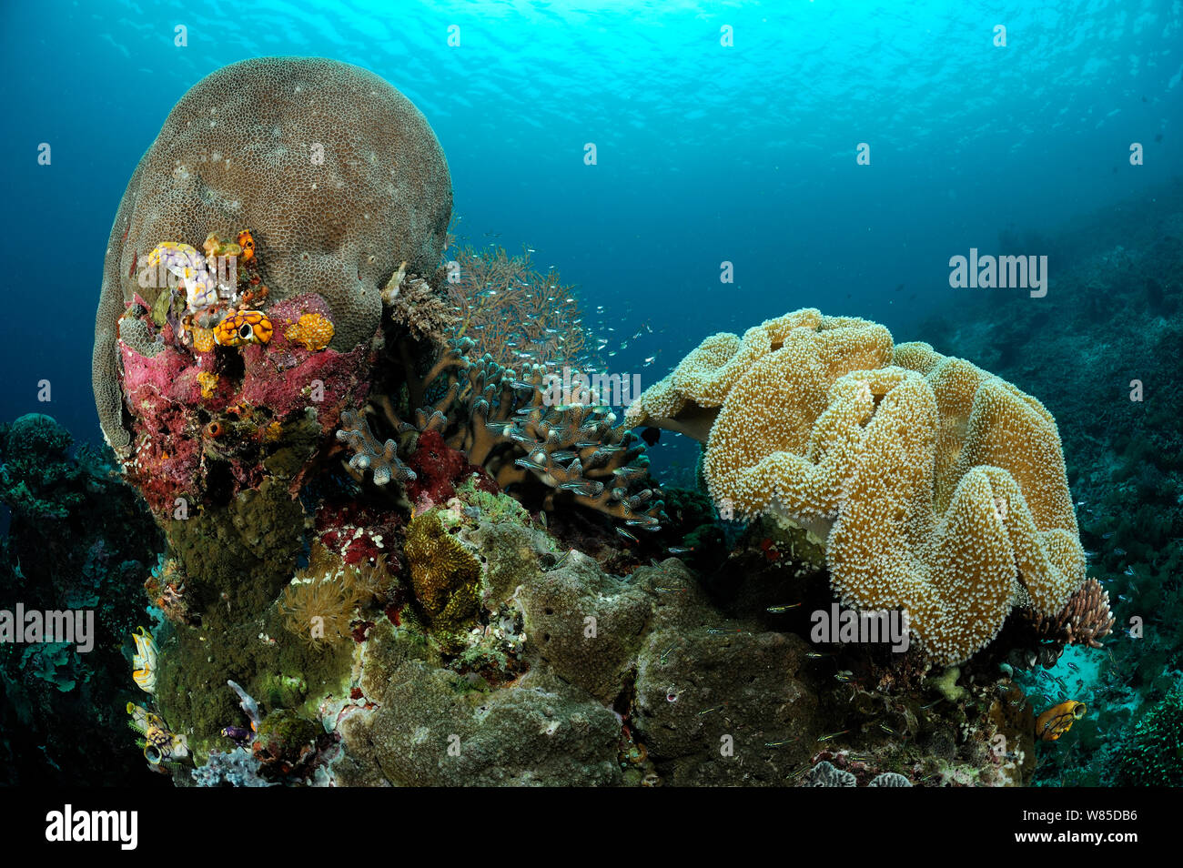 Gardiner&#39;s coral (Gardineroseris planulata) and Toadstool coral (Sarcophyton sp) on the right, Raja Ampat, West Papua, Indonesia, Pacific Ocean. Stock Photo