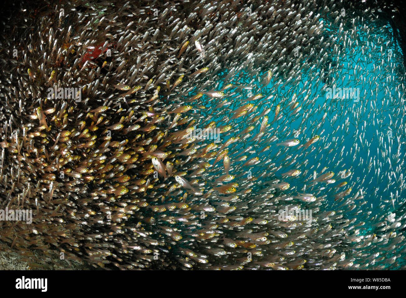 Shoal of Glassy sweepers (Pempheris schomburgki) Raja Ampat, West Papua, Indonesia, Pacific Ocean. Stock Photo
