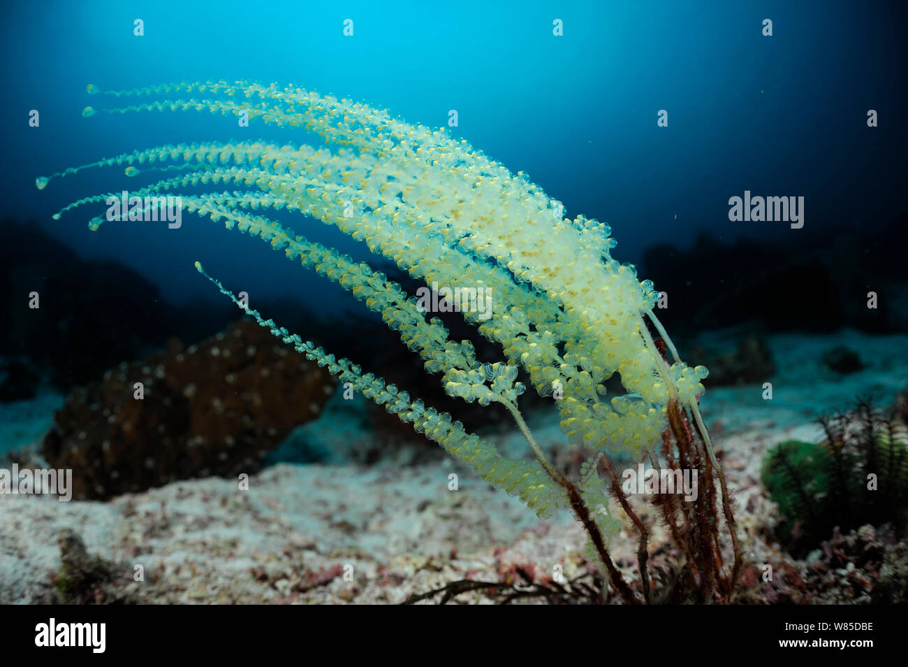 Colonial ascidians (Perophora namei) Raja Ampat, West Papua, Indonesia, Pacific Ocean. Stock Photo