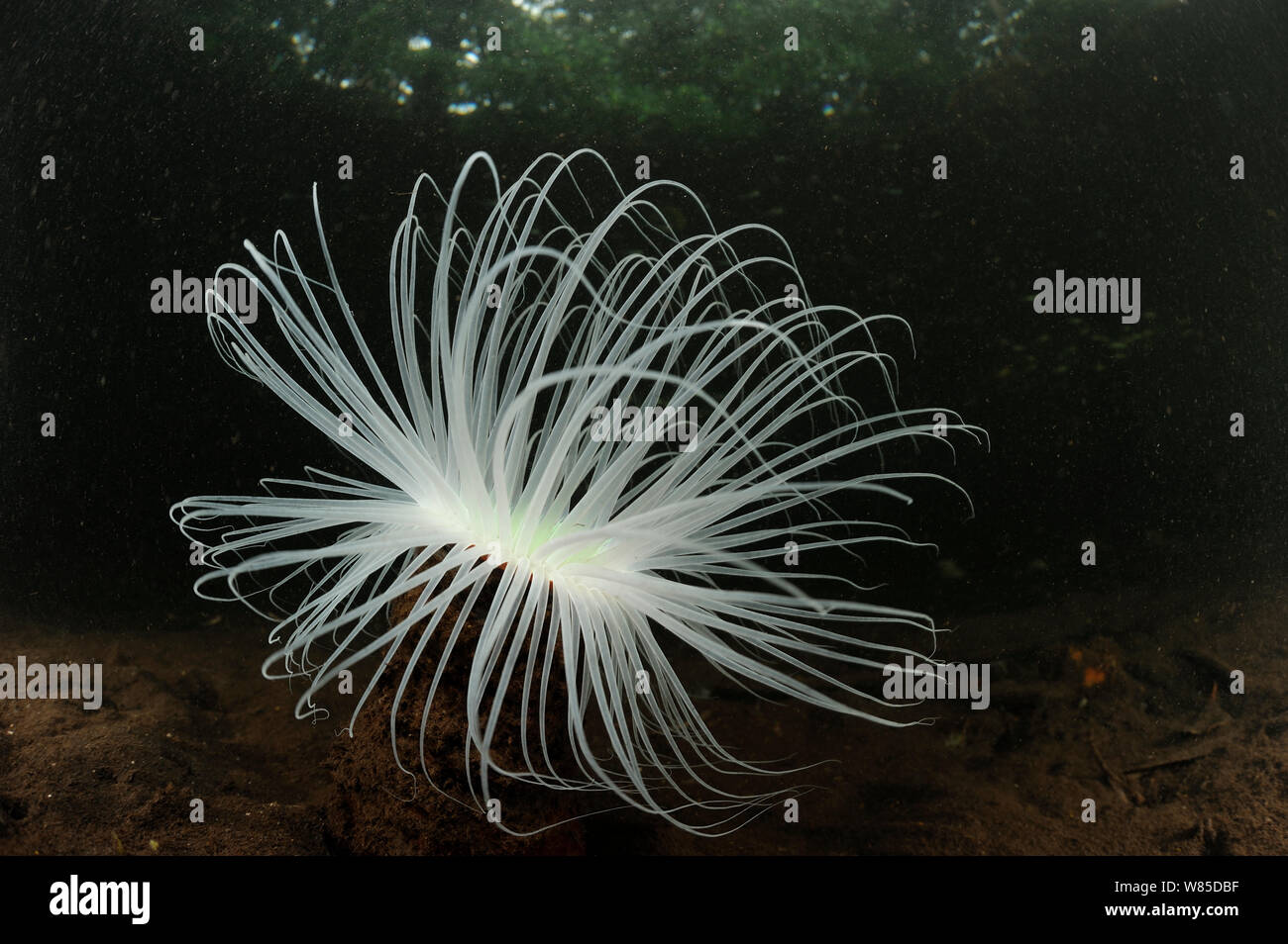 Tube anemone (Cerianthus filiformis) Raja Ampat, West Papua, Indonesia, Pacific Ocean. Stock Photo