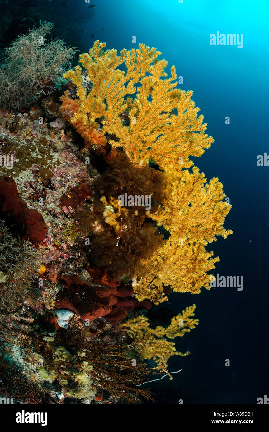 Fan coral (Alcyonacea / Gorgonacea) with open polyps, Raja Ampat, West Papua, Indonesia, Pacific Ocean. Stock Photo