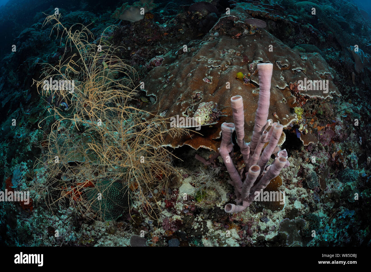 Coral Reef at 30m depth with Black coral (Antipathes dichotoma) left and Tube sponge (Haliclona / Kallypilidion sp) on the right, Raja Ampat, West Papua, Indonesia, Pacific Ocean. Stock Photo