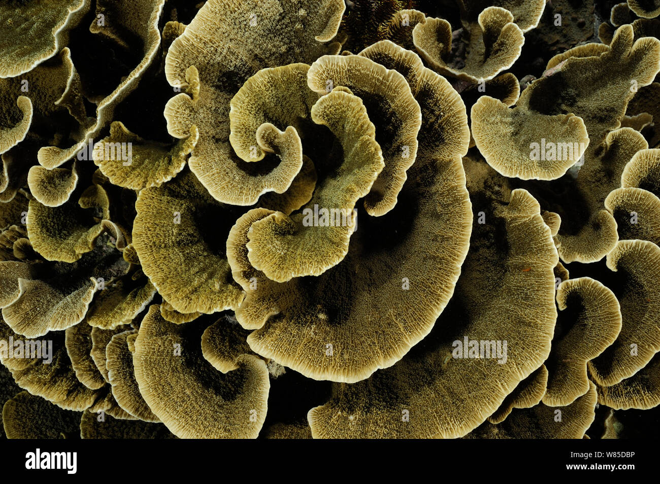Small polyp stony coral  (Montipora sp) plate form, Raja Ampat, West Papua, Indonesia, Pacific Ocean. Stock Photo