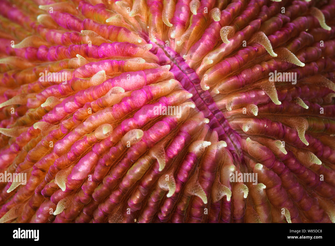 Mushroom coral (Fungia sp) Raja Ampat, West Papua, Indonesia, Pacific Ocean. Stock Photo