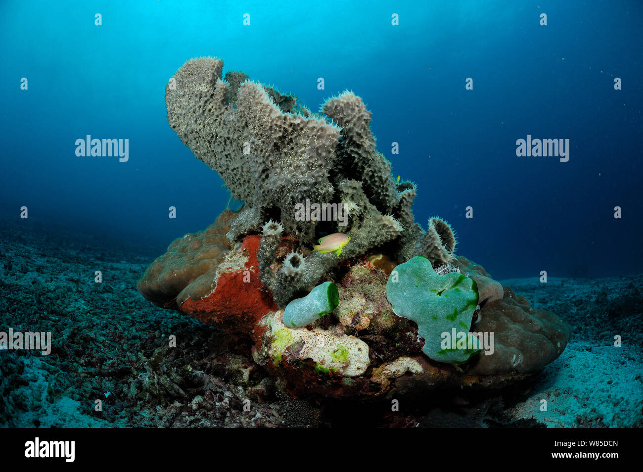 Tube sponge (Niphates callista) on stone coral, Raja Ampat, West Papua, Indonesia, Pacific Ocean. Stock Photo