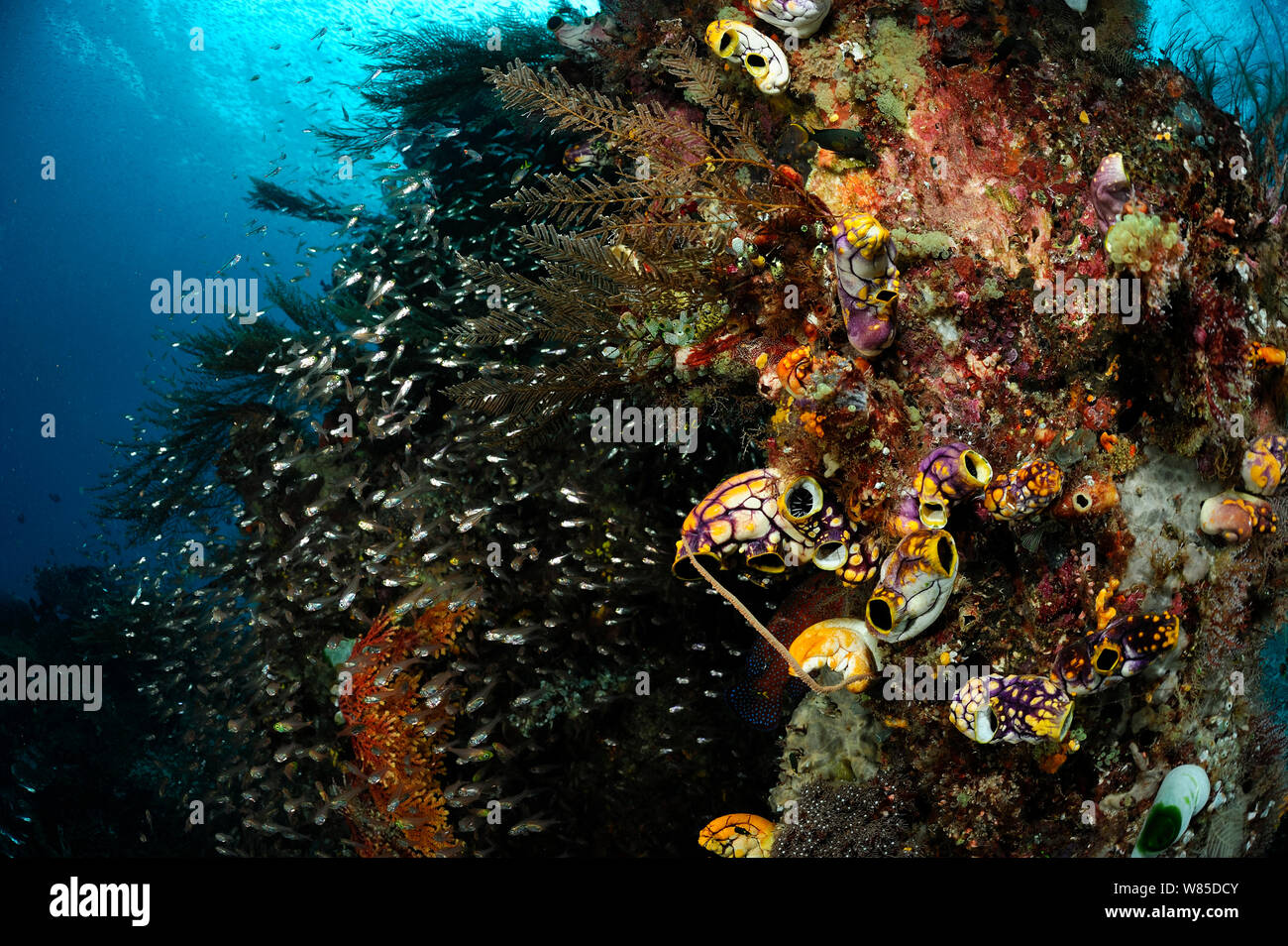 Rich reef landscape with Ox heart ascidian (Polycarpa aurata) and Reef fish, Raja Ampat, West Papua, Indonesia, Pacific Ocean. Stock Photo