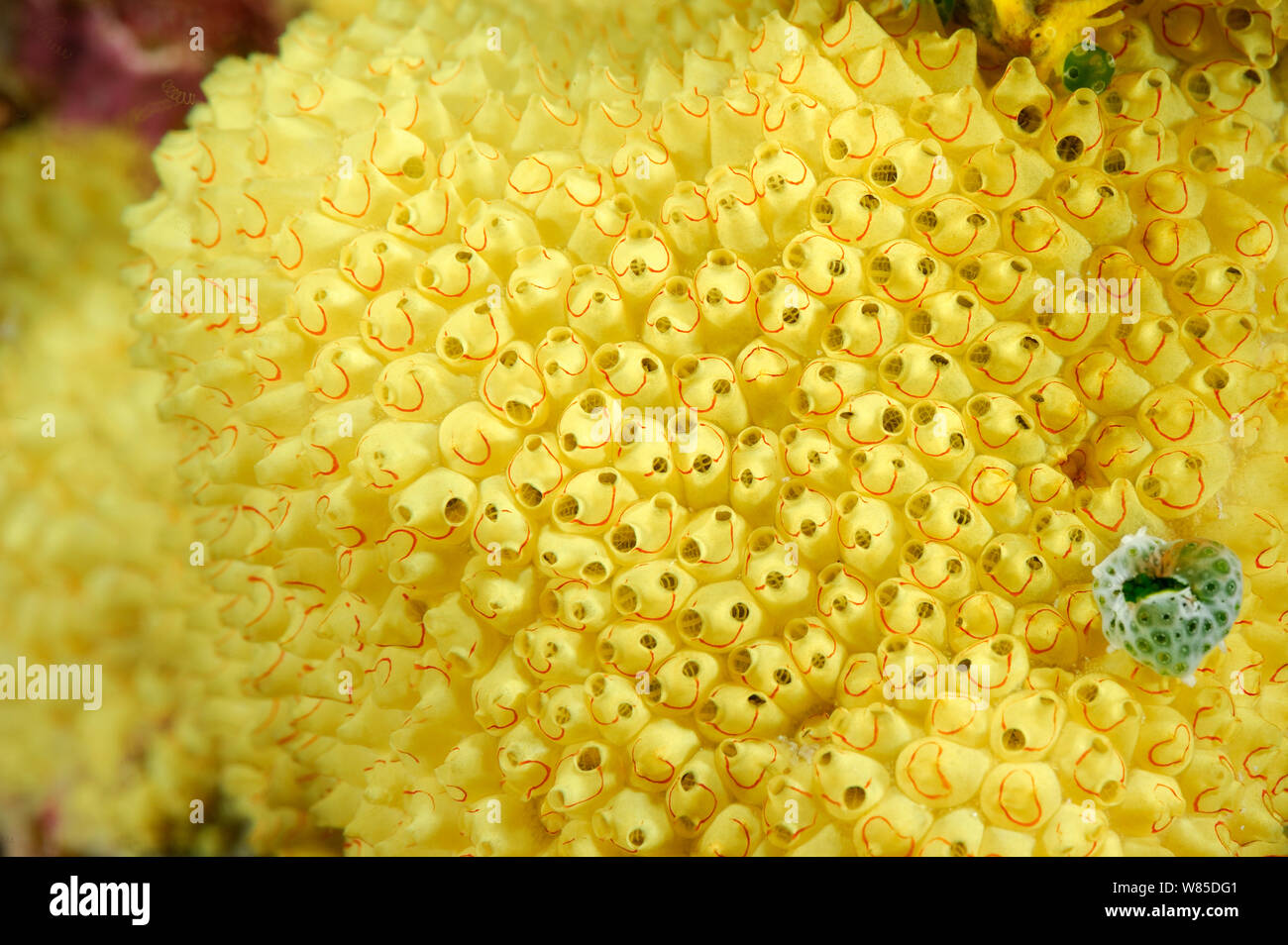 Smiley looking cluster of Sea tunicates (Perophora sp) Raja Ampat, West Papua, Indonesia, Pacific Ocean. Stock Photo