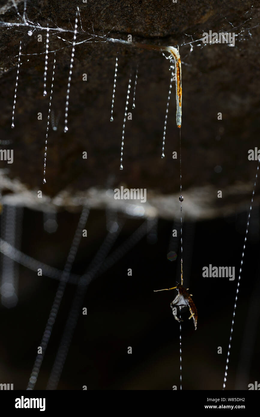 Fungus gnat (Arachnocampa luminosa) larva with prey caught in sticky silk thread, Glowworm cave near Waitomo Cave, near Te Kuiti, North Island, New Zealand, July. Stock Photo