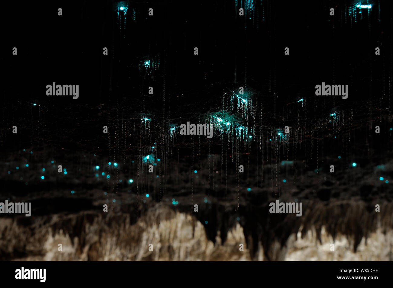 Bioluminescent fungus hi-res stock photography and images - Alamy