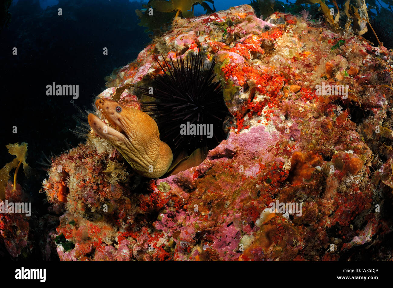Yellow moray eel (Gymnothorax prasinus) looking out of hole, Poor Knights Islands, Marine