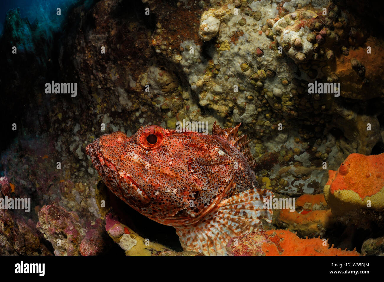 Northern scorpionfish (Scorpaena cardinalis) Poor Knights Islands, Marine Reserve, New Zealand, South Pacific Ocean, July. Stock Photo