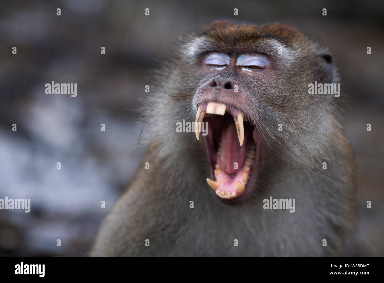 Long-tailed macaque (Macaca fascicularis) male threat yawning to warn potential aggressors.  Bako National Park, Sarawak, Borneo, Malaysia.  Mar 2010. Stock Photo