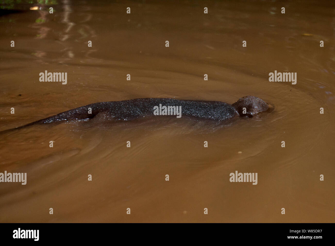 Long-tailed macaque (Macaca fascicularis) juvenile swimming in a pool of water. Bako National Park, Sarawak, Borneo, Malaysia. Stock Photo