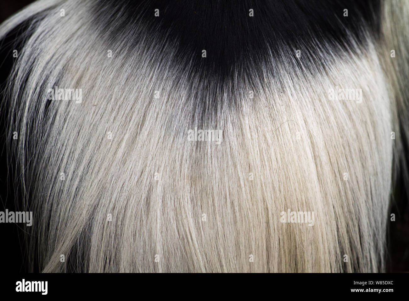 Eastern Black-and-white Colobus (Colobus guereza) fur on back, close-up. Kakamega Forest National Reserve, Western Province, Kenya Stock Photo